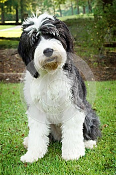 Old English sheepdog standing in grass