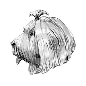 Old English sheepdog used to watch livestock at farms  digital art illustration. England originated pet from