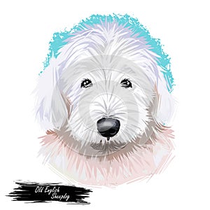 Old English sheepdog used to watch livestock at farms isolated digital art illustration. England originated pet from