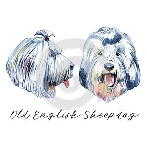 Old English sheepdog used to watch livestock at farms isolated digital art illustration. England originated pet from