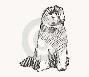 Old English Sheepdog vector dog realistic sketch