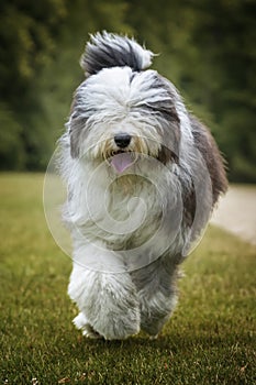 Old English Sheepdog walking and looking towards the camera