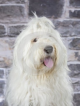 Old English shepherd dog portrait. Image taken in a studio.