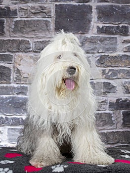 Old English shepherd dog portrait. Image taken in a studio.