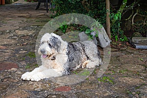 old english shepherd laying on the ground in front of a wall with plants and stones photo