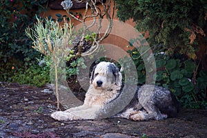 old english shepherd posing on stone floor and plants behind the dog photo