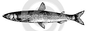 Old engraving of a European smelt fish or osmerus eperlanus photo