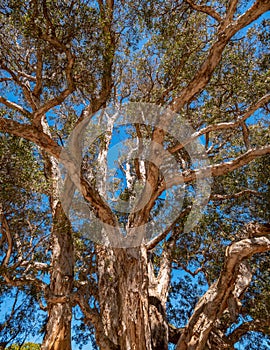 Old eucalyptus tree in Centennial Park in Sydney