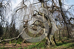 Old european beech (fagus sylvatica) in the park