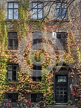 Old European brick building facade covered with colorful climbing vines