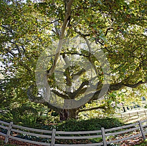 Old european plane tree with huge crown