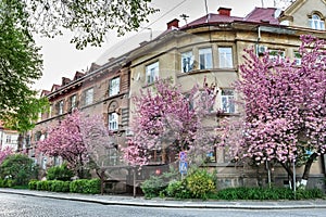 Old european town during japanese cherry or sakura tree blossom, Uzhhorod, Ukraine
