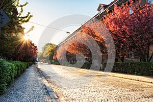 Old european town during japanese cherry or sakura tree blossom, Uzhhorod, Ukraine