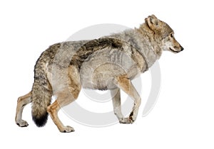 Old European wolf - Canis lupus lupus