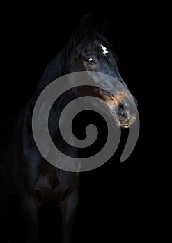 Old eventing sport gelding horse with white spot on forehead isolated on black background