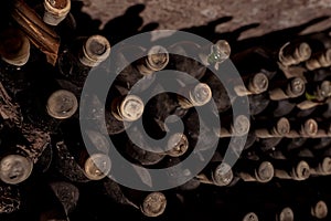 Old and expensive wine bottles aging in an underground wine cellar