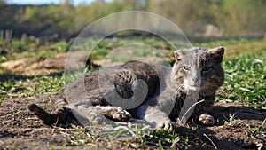 old experienced cat with a torn ear lies on the ground in the sun