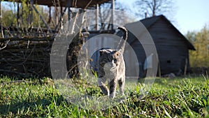 old experienced gray cat walks on the grass against the background of an old wooden house