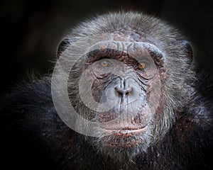 The old face of a chimpanzee.