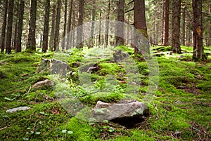 Old fairy forest with moss and stones on foreground