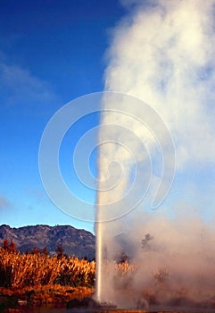 Old Faithful Of California