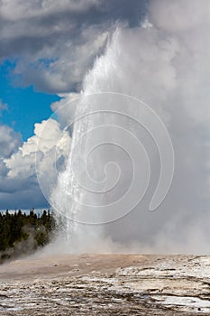 Old Faithful Geyser erupting at Yellowstone National Park in the springtime