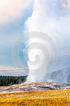 Old faithful geyser at maximum eruption height.