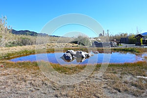 Old Faithful Geyser in Napa Valley, California