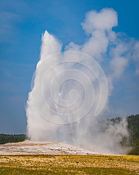 Old Faithful Geyser  in Yellowstone National Park