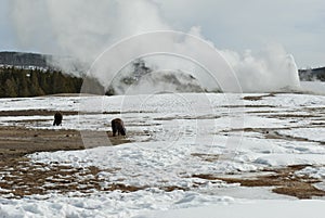 Old Faithful Geyser, Yellowstone NP