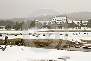 Old Faithful Inn with grazing bison or buffalo in Upper Geyser B