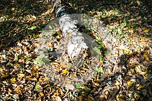 Old fallen birch tree on leaf litter in forest
