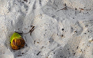 Old fallen coconut lies on the beach and rots away