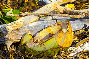 Old fallen coconut lies on the beach and rots away