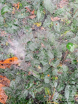 Old fallen leaves adorned by cobwebs.