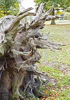 Old fallen tree