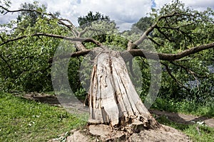 Old fallen tree