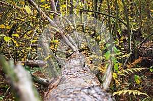 Old fallen tree in the autumn forest, close-up. Deadwood. Pine tree in the wild