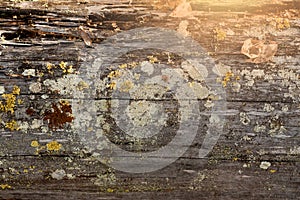 Old fallen tree covered with white moss, background