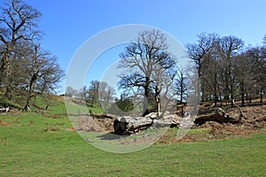 Old fallen tree in the green hills of the sevenoaks countryside