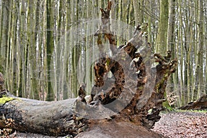 Old fallen tree in Jasmund National Park