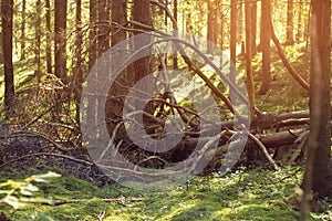 Old fallen tree without leaves on ground in thicket, sunshine. Coniferous trees, trunks, green moss. Nature landscape.