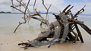AN OLD FALLEN TREE LYING ON THE BEACH GIVES THE ACCENTUATION OF THE BEAUTY OF THE BEACH photo