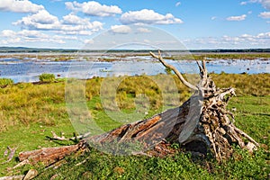 Old fallen tree lying on the beach