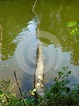 Old fallen tree partialy submerged in the river