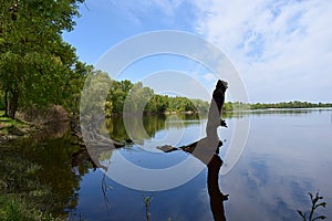 Old fallen tree in the river