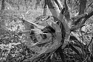 Old fallen tree roots in forest black and white