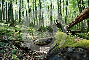 An old fallen tree in a sunlit forest