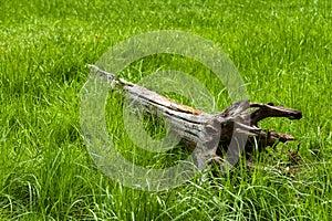 Old Fallen Tree and tall Grass