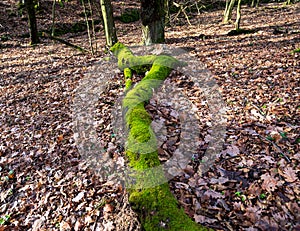 Old fallen tree trunk covered with green moss in autumn forest